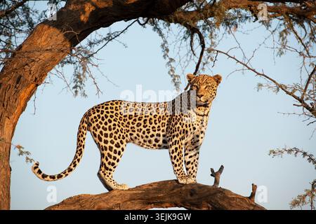 Leopard (Panthera Pardus), Khomas Region, Namibia Stockfoto