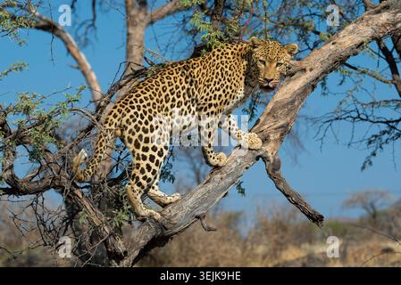 Leopard (Panthera Pardus), Khomas Region, Namibia Stockfoto