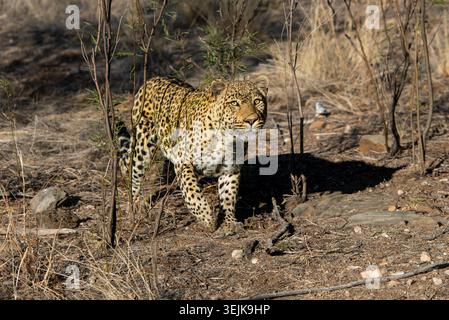 Leopard (Panthera Pardus), Khomas Region, Namibia Stockfoto