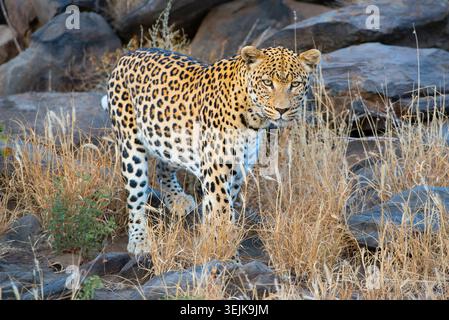 Leopard (Panthera Pardus), Khomas Region, Namibia Stockfoto