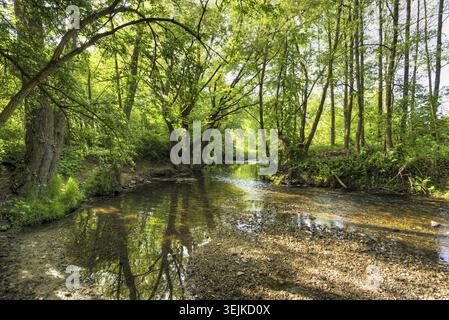 Menschenleere Flussgabel mit saftig grünen Uferpflanzen, Laubbäumen und einem Kiesbett am Eschbach im Norden von Frankfurt am Main im Frühjahr Stockfoto