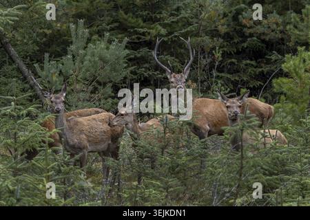 Ein junger Rotwild (Cervus elaphus) steht mit einer kleinen Herde von Hintern auf einer Waldlichtung, Krondyr, Rastzeit, Rotwild, Rotwild, Rotwild, Oktober Stockfoto