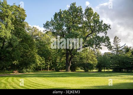 Landschaftlich gestalteter Stadtpark mit schöner Wiese, grünem Rasen, riesigen Bäumen an sonnigen Sommertagen. Stockfoto