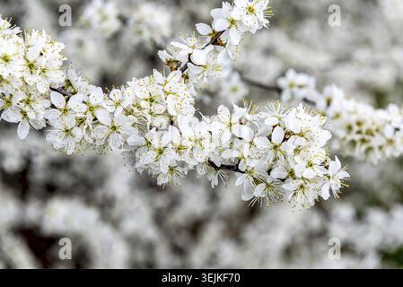 Nahaufnahme von weißen Blumen, Blütenblättern und gelbem Pistil eines Schwarzdorns auf einem Zweig vor einem verschwommenen weißen Hintergrund Stockfoto