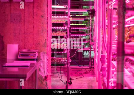 Microgreens wachsen in vertikalen Farm unter UV-UV-Licht für den Anbau. Hydroponik. Stockfoto