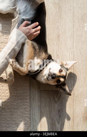 Lustiger Mischlingshund, der auf dem Boden liegt Stockfoto