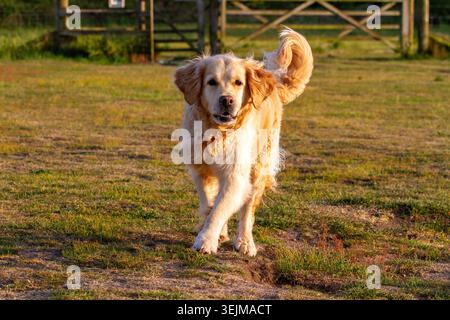Ein goldener Retriever-Hund, der während des Sonnenuntergangs der goldenen Stunde über ein offenes Grasfeld rennt, mit den Ohren in Bewegung, Formby, Großbritannien. Stockfoto