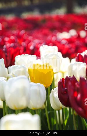 Feld mit mehrfarbigen Tulpen mit Nahaufnahme weißer, gelber und roter Blüten Stockfoto