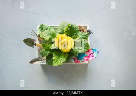 Gartenhintergrund mit gelber Gerbera, Gartengebühren und Blumenpflanze Stockfoto