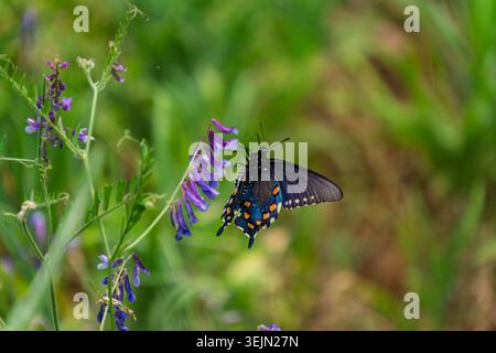 Lebendiger Schwalbenschwanz-Schmetterling auf einem Stiel aus violetter Wicke in Sacramento Stockfoto
