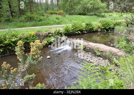 Ein kleiner malerischer Wasserfall und Steinwehre am Cadshaw Brook, umgeben von üppigen grünen Farnen, Ginsterbüschen und einem Waldweg. Stockfoto
