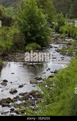Der Cadshaw Brook fließt über Felsen, Steine und Kieselsteine durch ein üppiges grünes Tal in das Entwistle Reservoir, umgeben von wilden Farnen und Waldbäumen. Stockfoto