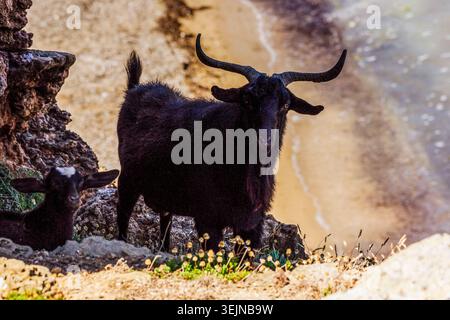 Wilde Ziegen in Cala Calderer Beach, Ferreries, Menorca, Balearen, spanien, Europa Stockfoto