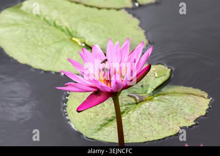 Lotusblumen (Nelumbo), Lotus, Sir Seewoosagur Ramgoolam Botanical Garden, SSR Botanical Garden, auch bekannt als Pamplemousses Bo Stockfoto