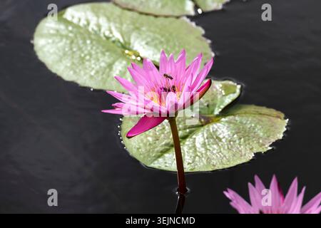 Lotusblumen (Nelumbo), Lotus, Sir Seewoosagur Ramgoolam Botanical Garden, SSR Botanical Garden, auch bekannt als Pamplemousses Bo Stockfoto