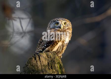 Eurasische Zwergeule (Glaucidium passerinum) Bayern, Deutschland Stockfoto