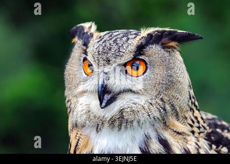 Eurasischer Uhu (Bubo bubo), Portrait, Deutschland Stockfoto