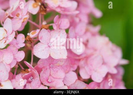 Rosafarbene Hortensie, Textur, Tageslicht Stockfoto