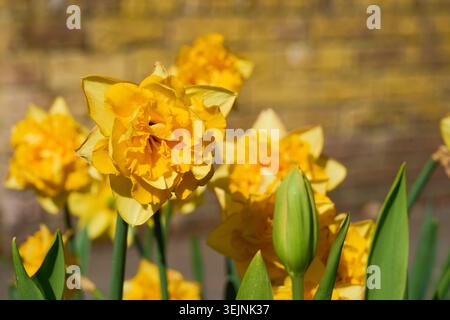 Goldene Doppel-Narzissen-Blüte im Frühlingsgarten mit weichem Bokeh-Hintergrund. Stockfoto
