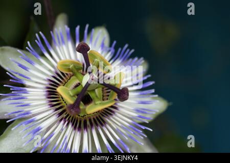 Nahaufnahme der Passionsblume (Passiflora caerulea) Stockfoto