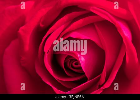 Tiefrote Rose in extremer Makroansicht mit komplizierten spiralförmigen Blütenblättern, klassischem romantischem Blumenhintergrund voller Textur und Farbe Stockfoto