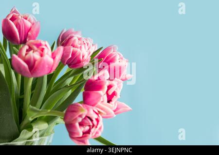 Pinkfarbene Tulpen auf Blau. Muttertag. Leerzeichen für Text. Stockfoto
