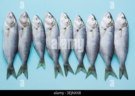 Schwarzes Meer Bluefish auf blauem Hintergrund. Fisch Muster mit Platz für Text. Blick von oben. Stockfoto