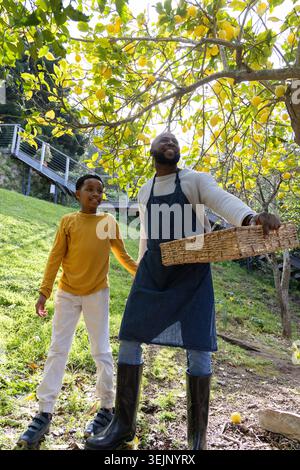 Afroamerikanischer Vater und Kind stehen im Garten unter Zitronenbaum und halten Korb in Denimschürze. Sonnenlicht, Zitrusfrüchte, Familie, draußen Stockfoto