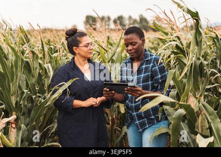 Agronomist und Landwirt bei der Analyse von Maisplantagen mit digitaler Tablette Stockfoto