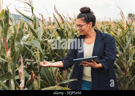 Agronomist untersucht Maispflanzen mit Hilfe von Digitaltabletten auf Kulturfeldern Stockfoto