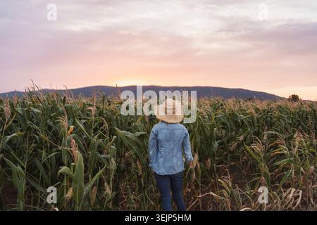 Farmerin, die bei Sonnenuntergang auf dem Maisfeld spaziert Stockfoto