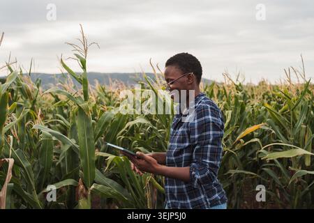 Junge afrikanische Bäuerin, die digitale Tablette in Kulturmais benutzt Stockfoto
