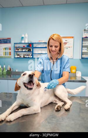 Der Tierarzt überprüft einen glücklichen Hund in einer hellen Klinik Stockfoto