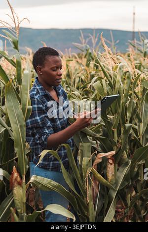 Afrikanische Bäuerin, die digitale Tablette auf dem Maisfeld benutzt Stockfoto