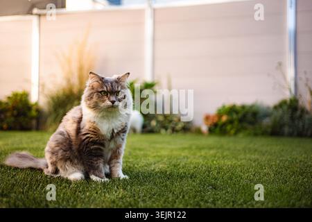 Langhaarige Hauskatze, die auf grünem Gras im Garten sitzt Stockfoto