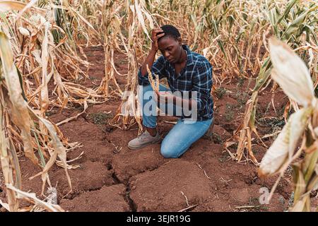 Landwirt untersucht verdorrten Maisanbau auf Dürrefeldern Stockfoto