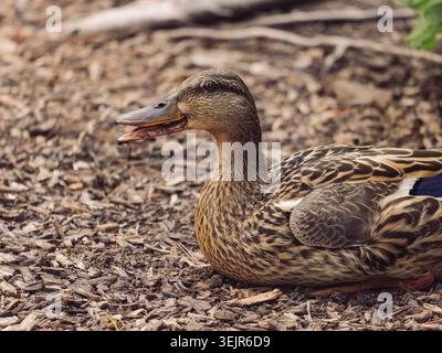 Profilansicht einer weiblichen Stockentenente auf braunem Holzmulch mit offenem Schnabel in einer Nahaufnahme von der Seite Stockfoto