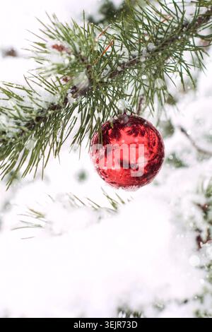 Rote Weihnachtskugeln auf Pinienzweig, bedeckt mit Schnee. Stockfoto