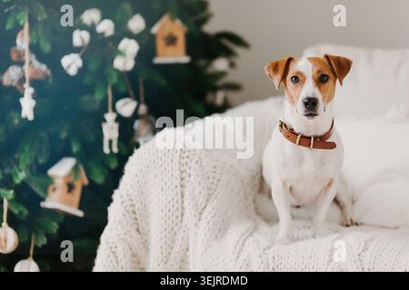 Kleiner Jack Russell Hund sitzt auf weißem Sofa in der Nähe des Weihnachtsbaums mit Weihnachtsschmuck und gemütlichem Winter Home Dekor Stockfoto