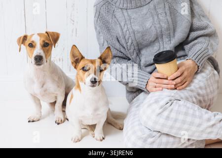 Erwachsene Frau im grauen Pullover sitzt zu Hause mit zwei Jack Russell Terriers und einer Kaffeetasse Stockfoto