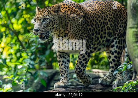 Der Sri-lankische Leopard (Panthera pardus kotiya) ist eine in Sri Lanka heimische Leopardensubart. Es hat ein gelbbraunes oder rostiges gelbes Fell mit dunklen Flecken und Stockfoto
