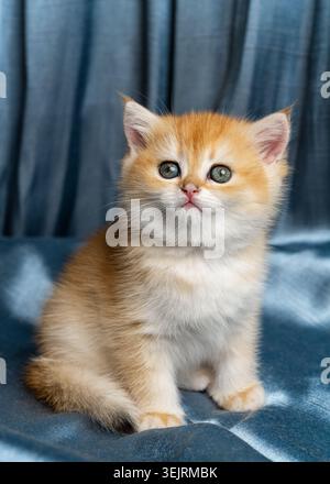 Süßes, ein Monat altes britisches Chinchilla-Kätzchen, das auf einer Satindecke sitzt und in die Kamera blickt. Entzückendes Haustier-Porträt, flauschige Hauskatze und Hauskatze Stockfoto