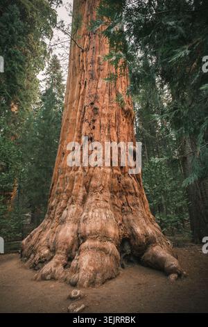 Die Naturlandschaft der Sequoia & Kings Canyon Nationalparks in Kalifornien, USA Stockfoto