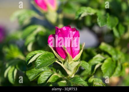 Strandrose, Rosa Rugosa Magenta Blumen Nahaufnahme selektiver Fokus Stockfoto