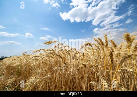 Reife, goldene Weizenstängel stehen auf einem breiten Ackerfeld unter einem hellblauen Himmel, der tagsüber von verstreuten weißen Wolken gefüllt ist Stockfoto