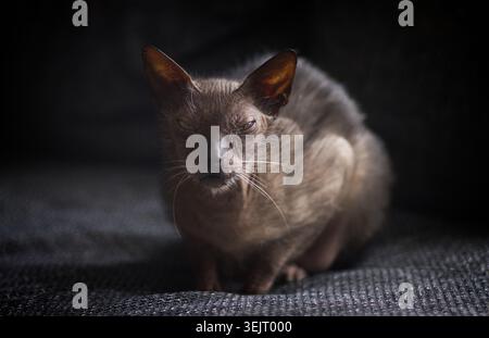 Porträt einer Werwolfkatze, die auf dem Sofa sitzt und vor der Kamera mürrisch aussieht. Horizontales Bild mit selektivem Fokus. Stockfoto