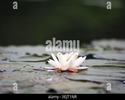 Weißwasserlilie nymphaea alba, Buckinghamshire, Großbritannien Stockfoto