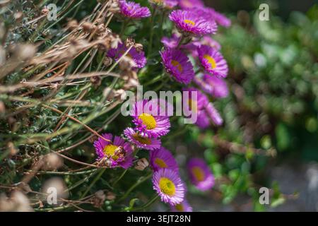 Seaside Daisy (Erigeron glaucus) Blumen mit weichem Bokeh Hintergrund und selektivem Fokus Stockfoto