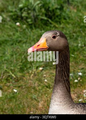 Ein Kopffoto einer pinkfarbenen Gans, der den farbenfrohen Schnabel und die zarten grau-braunen Nackenfedern zeigt Stockfoto