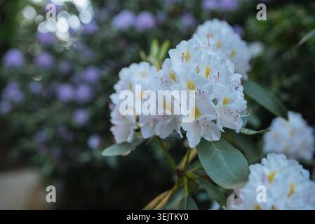 Nahaufnahme von weißen Rhododendronblüten in voller Blüte mit weichem Bokeh-Hintergrund, zarten Blütenblättern und üppigem grünem Laub in einer Gartenumgebung Stockfoto